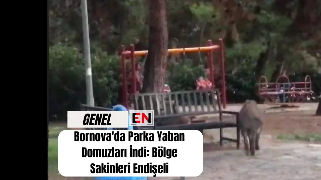 Bornova'da Parka Yaban Domuzları İndi: Bölge Sakinleri Endişeli